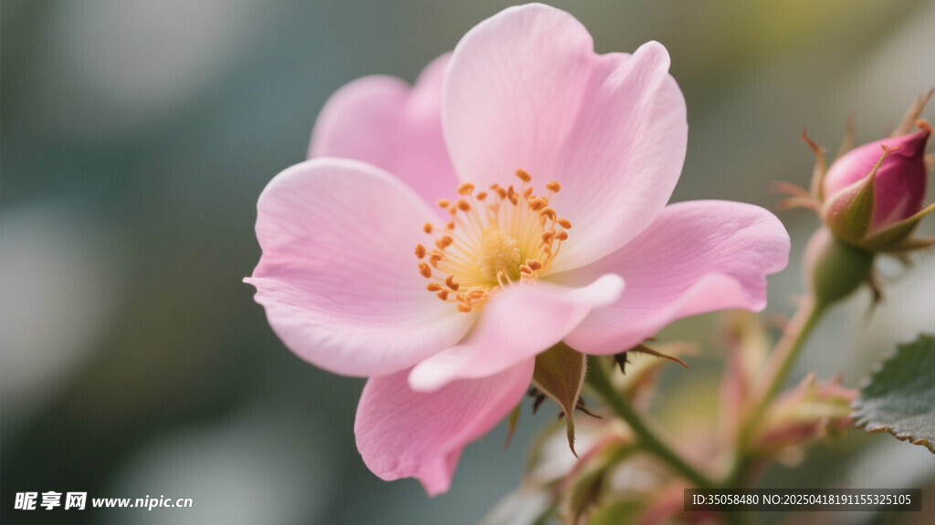 金樱子花