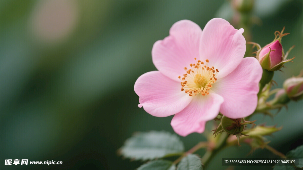 金樱子花