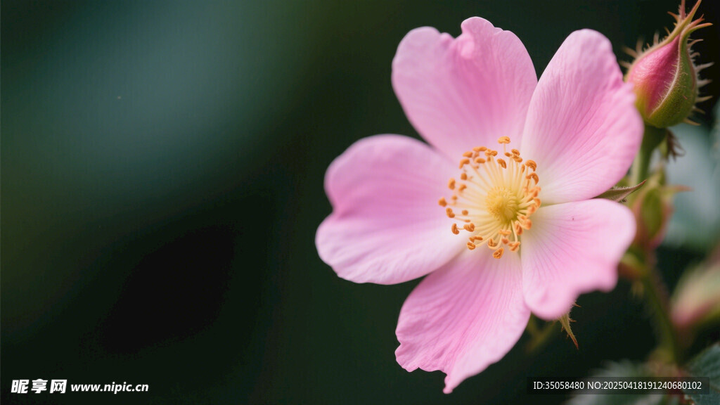 金樱子花