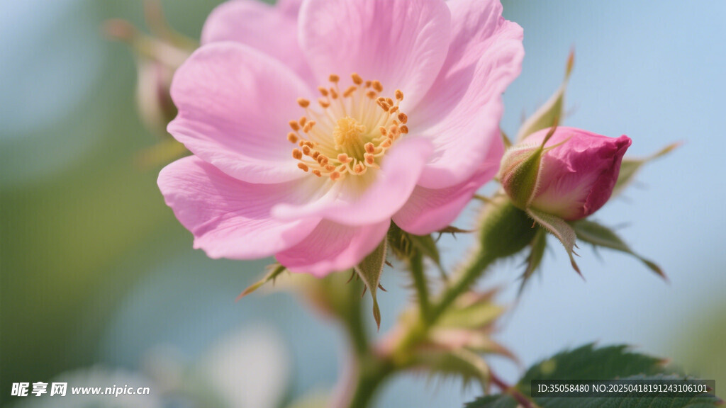 金樱子花