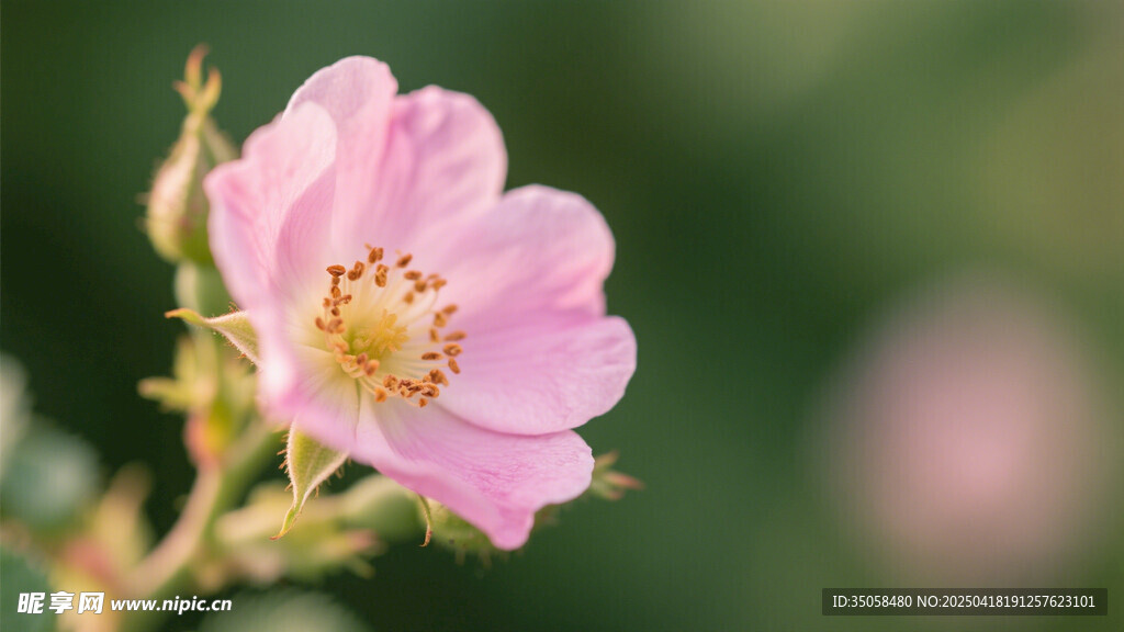 金樱子花