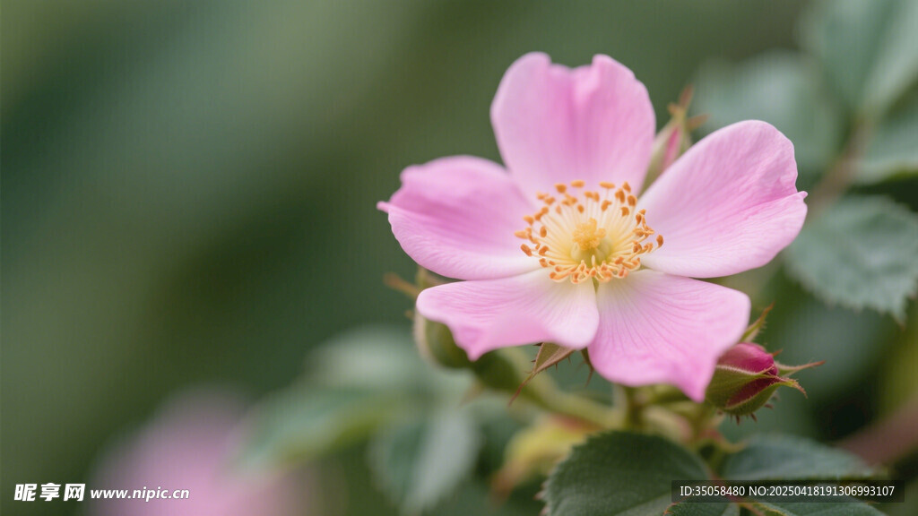 金樱子花