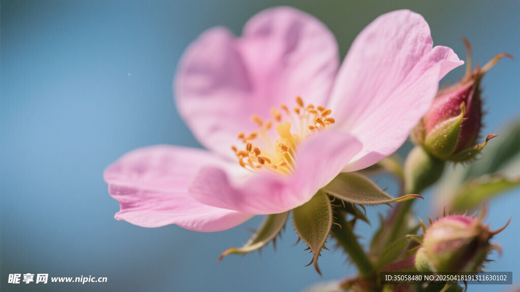 金樱子花