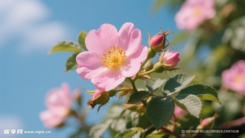金樱子花