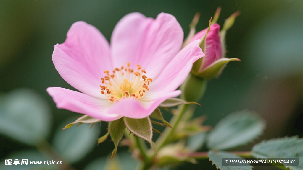 金樱子花