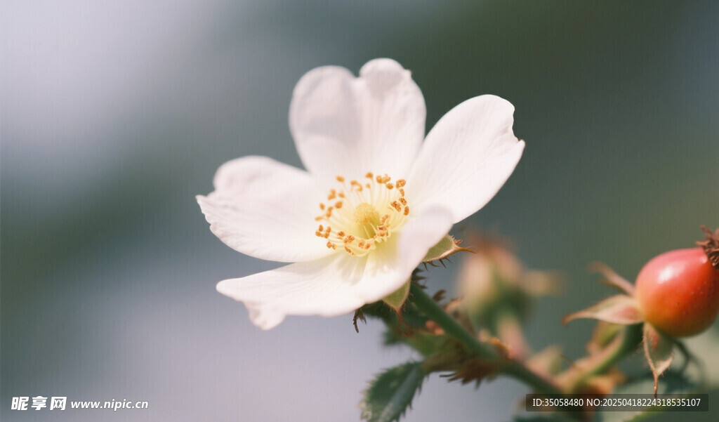 金樱子花