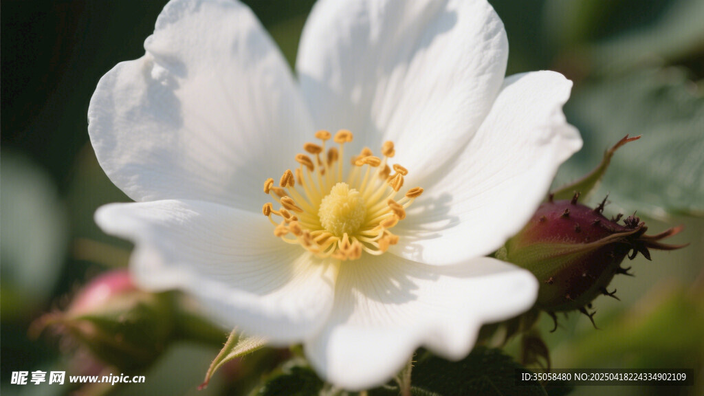金樱子花