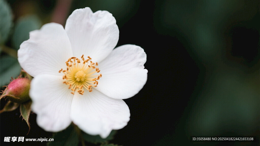 金樱子花