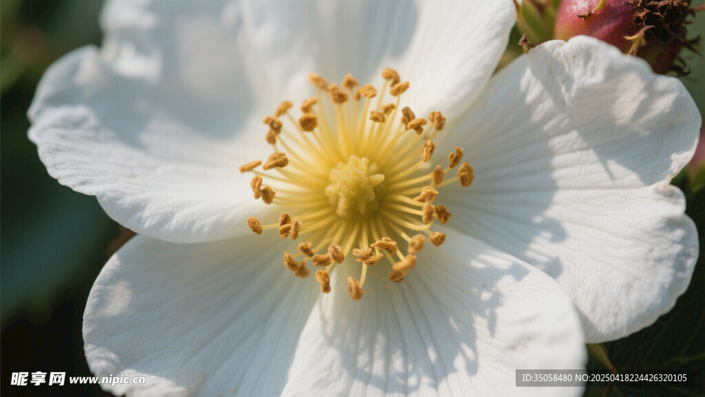 金樱子花