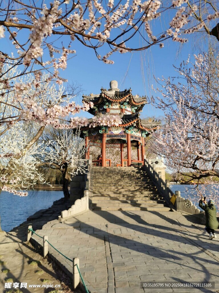 湖畔古亭樱花烂漫