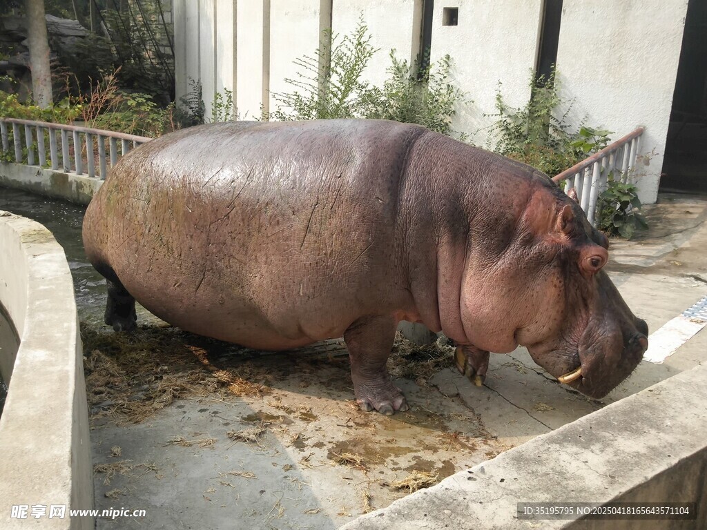 水池边的河马