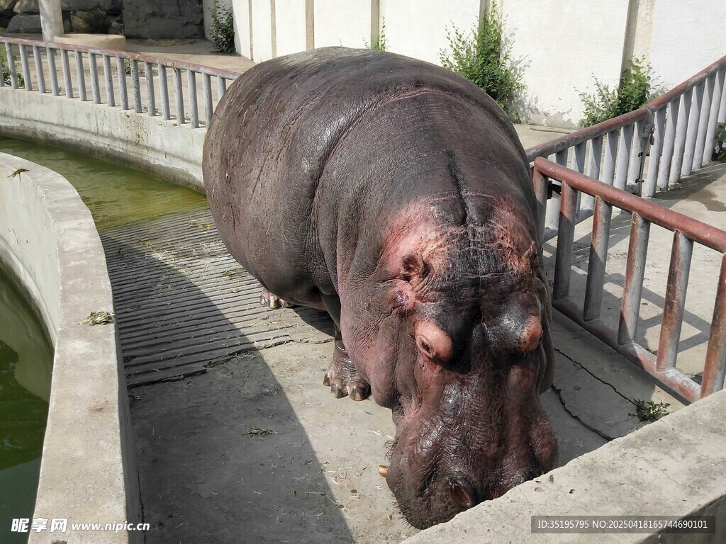 河马在围栏边休憩