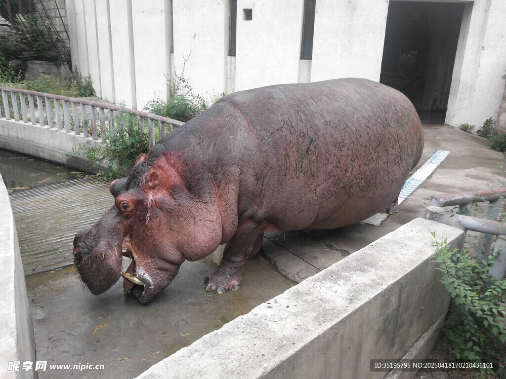 河马趴卧在户外平台上