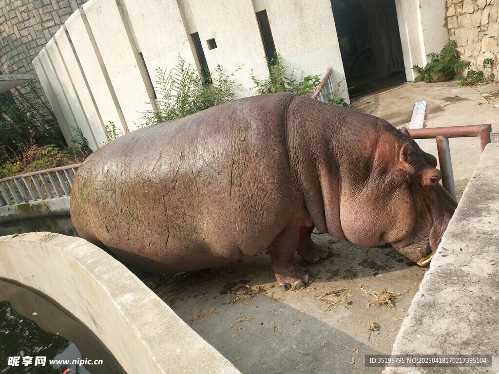 动物园里进食的河马
