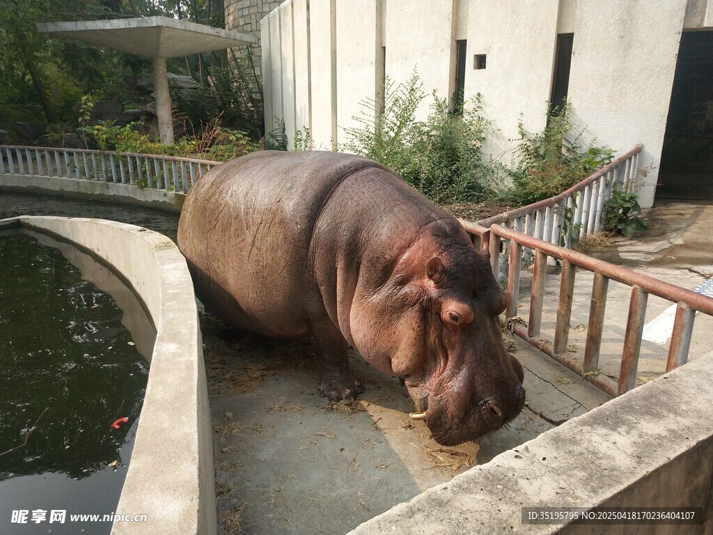 岸边的河马
