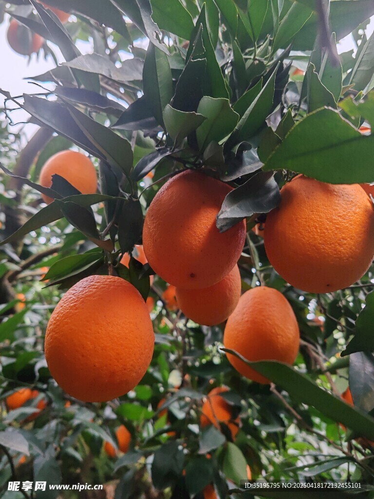 挂满枝头的饱满橙子