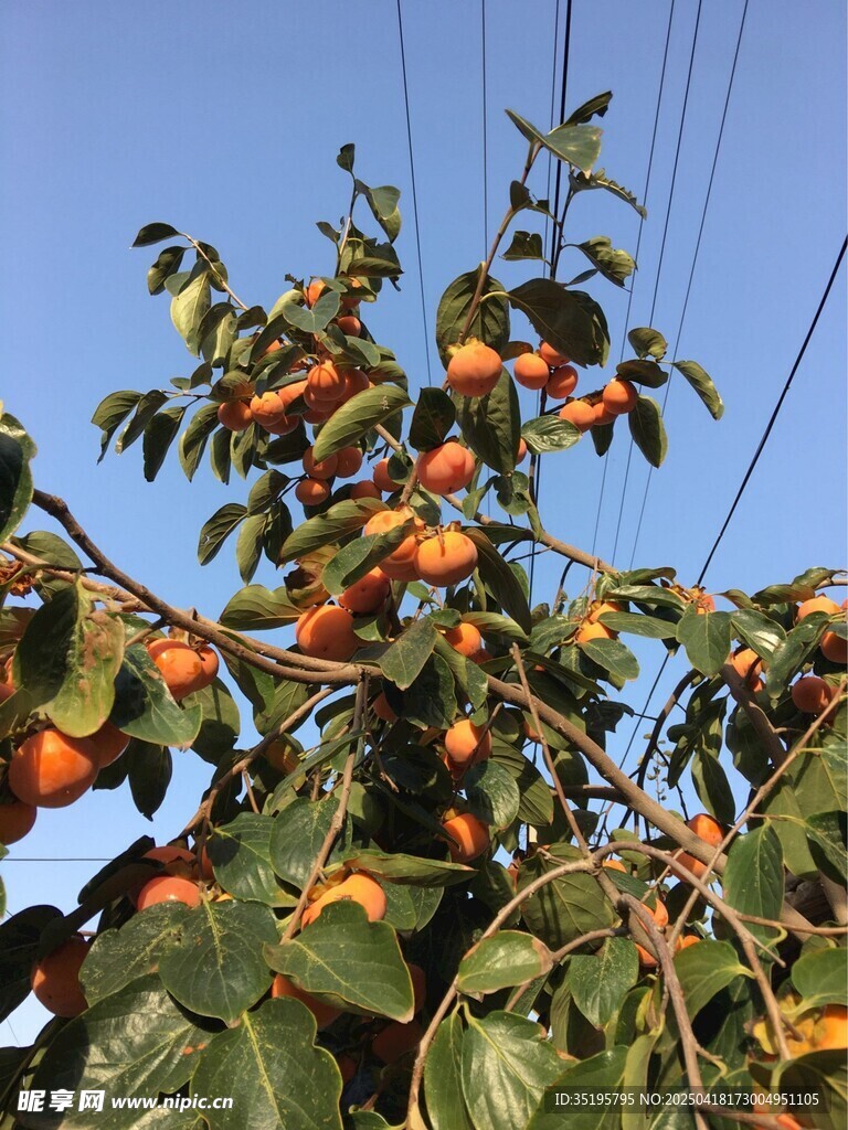 枝头硕果累累的柿子树