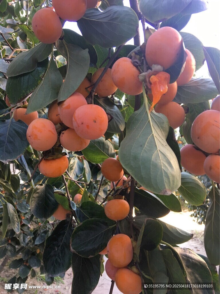 枝头挂满诱人的成熟柿子