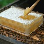 蜂巢取蜜瞬间