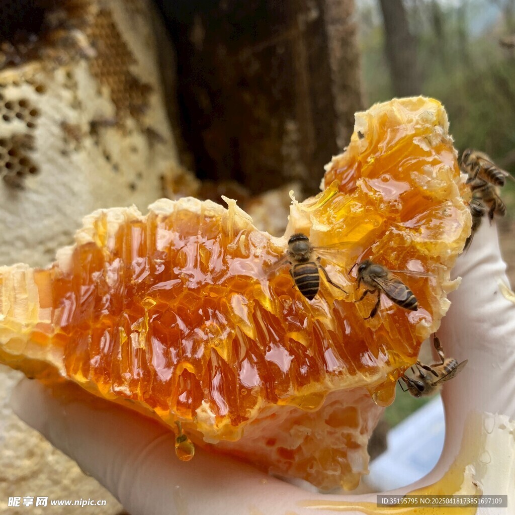 蜂巢蜜与蜜蜂特写