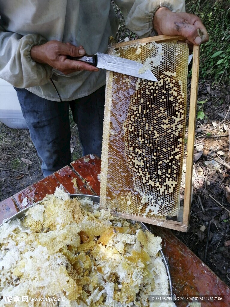 养蜂人割取蜂巢中的蜂蜜