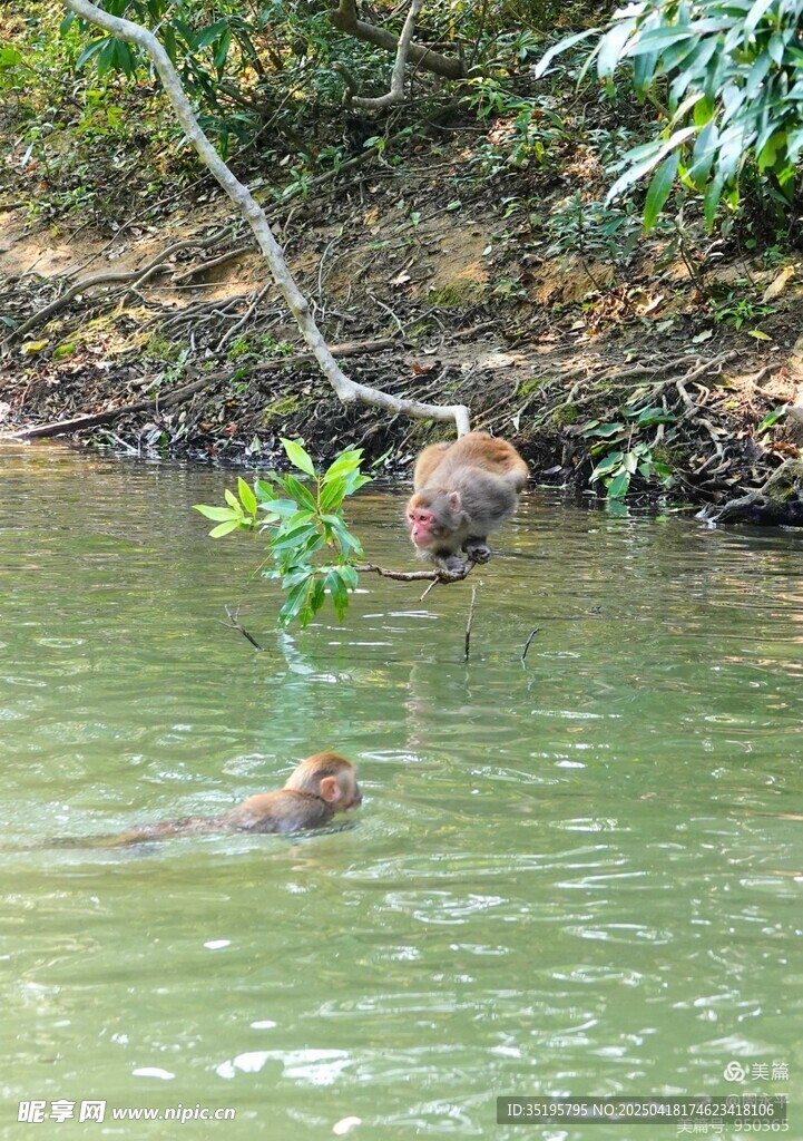 水中与岸边的猴子景象