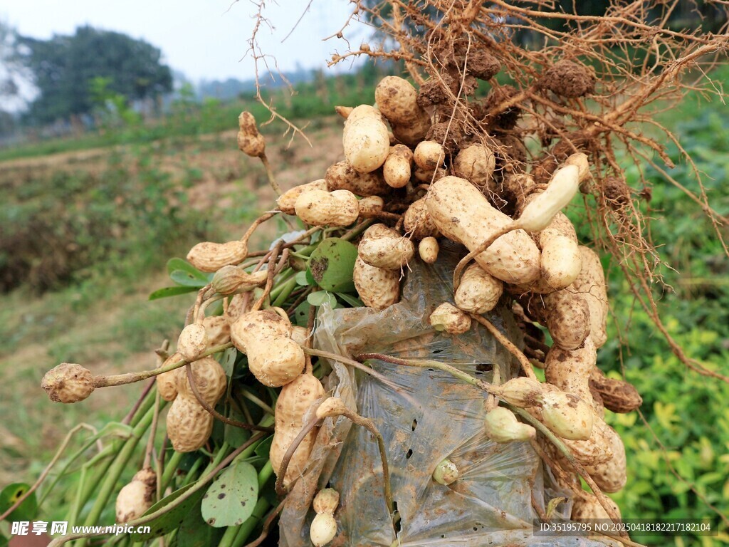 丰收的花生植株