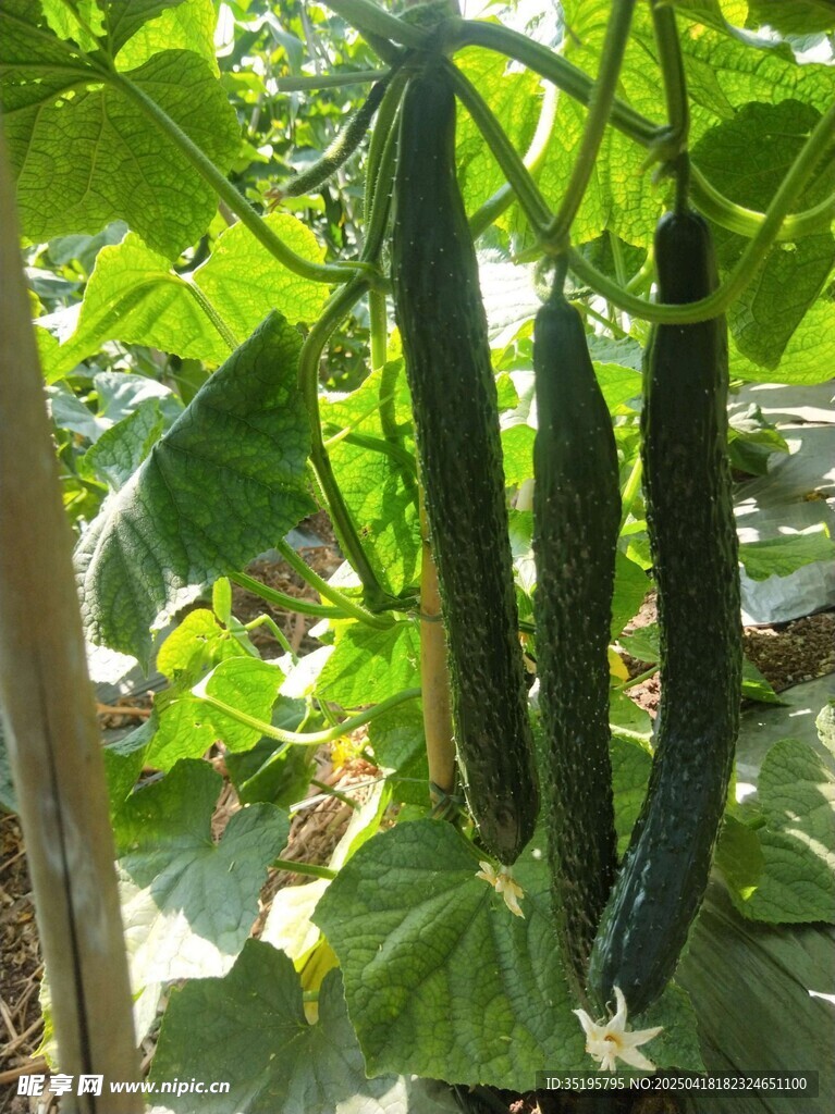 藤蔓上的鲜嫩长形黄瓜