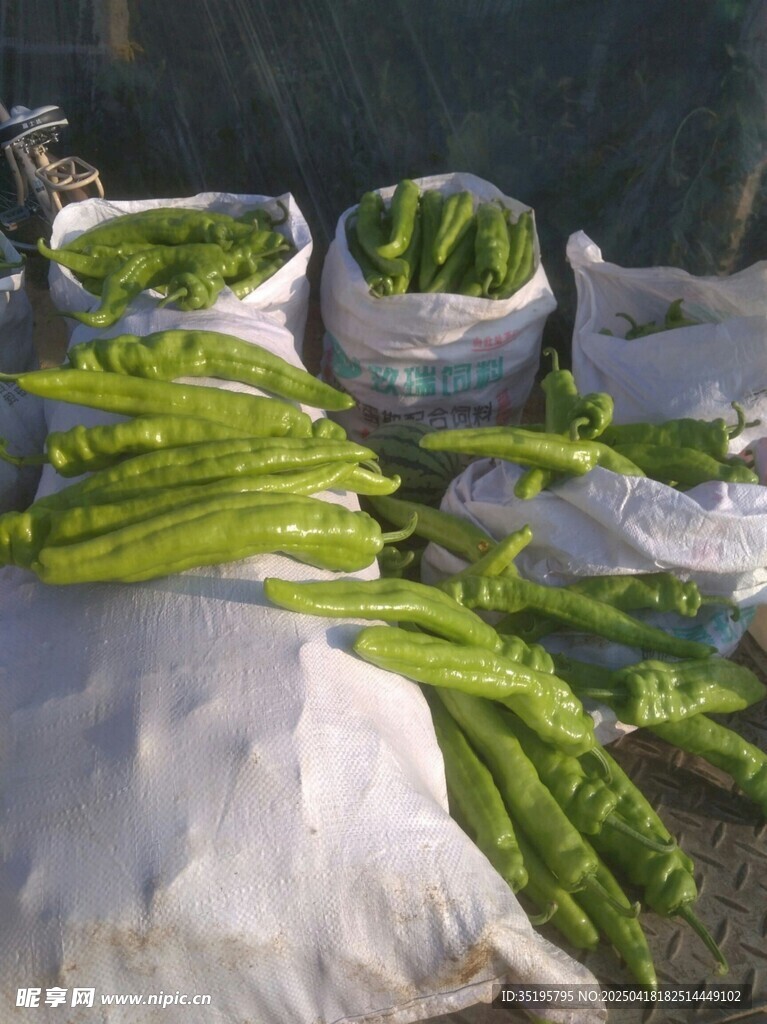 新鲜长豆角堆放在袋旁