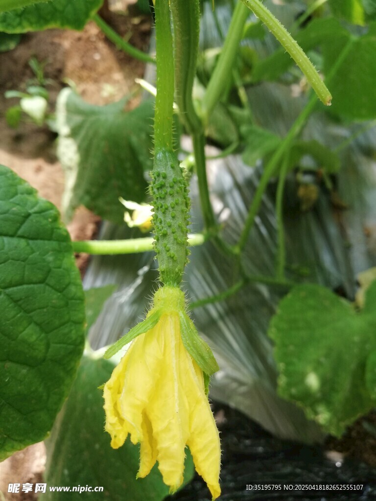 黄瓜藤上的黄色小花