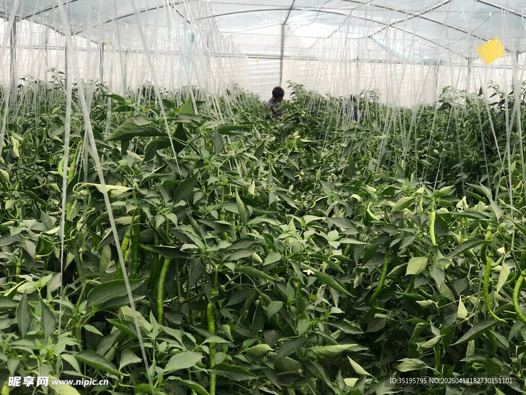 温室中的繁茂蔬菜植株