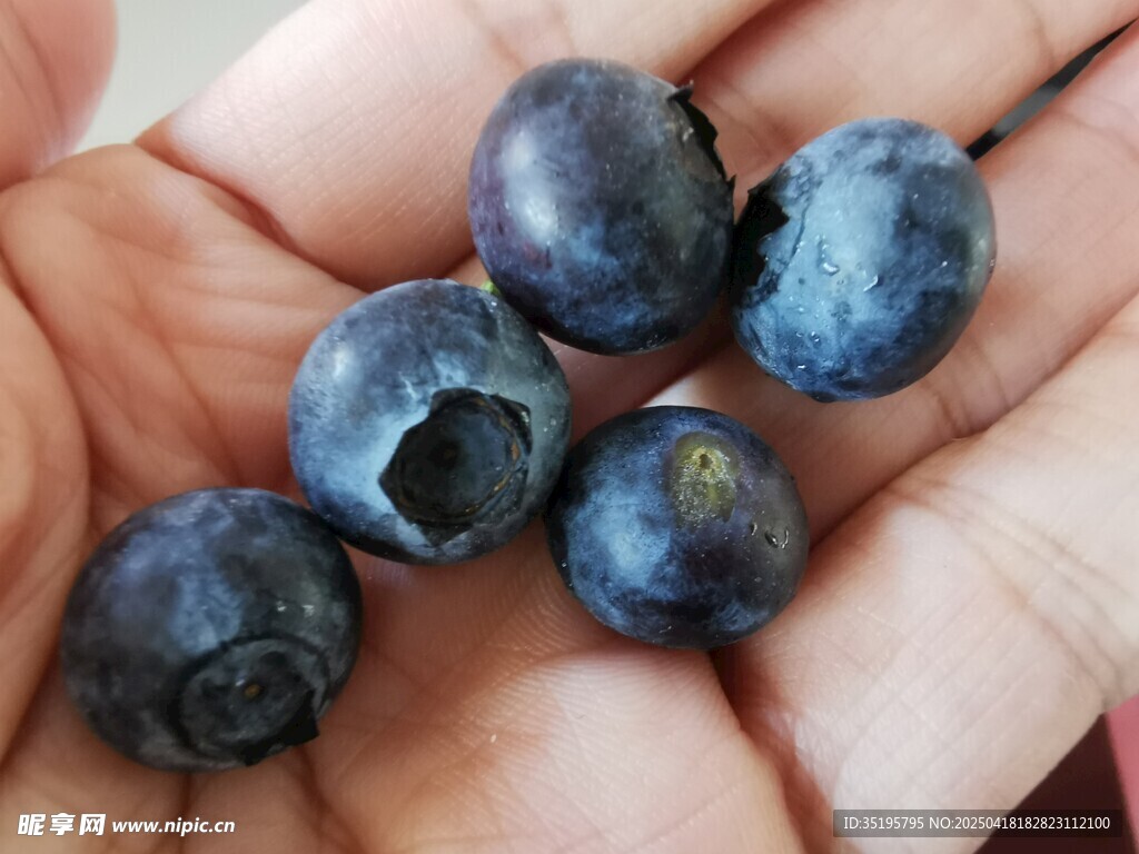 手中饱满新鲜的蓝莓