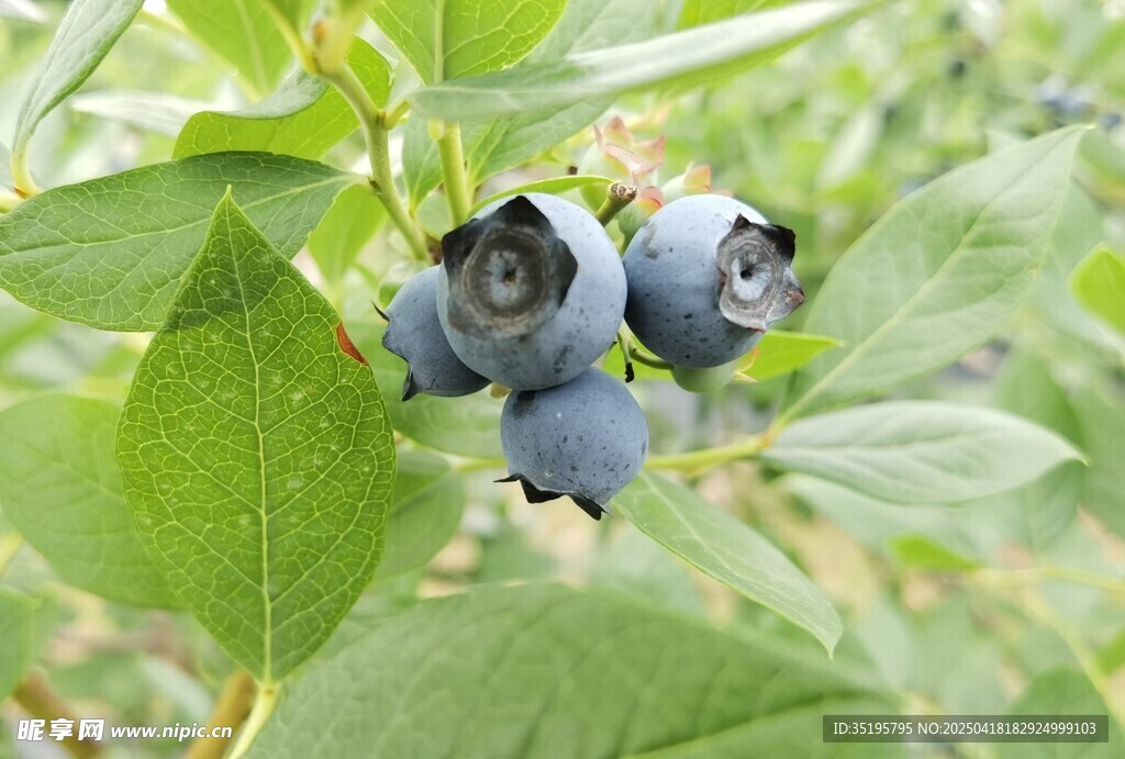 饱满蓝莓挂于翠绿枝叶间