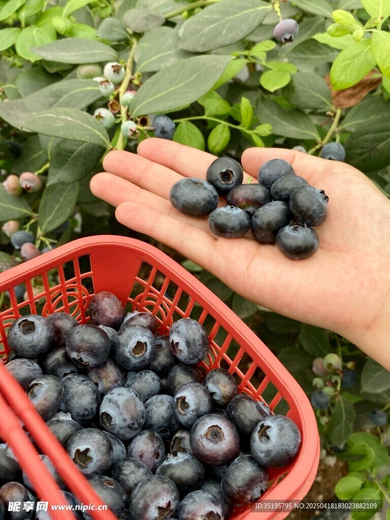 手捧新鲜蓝莓与果篮