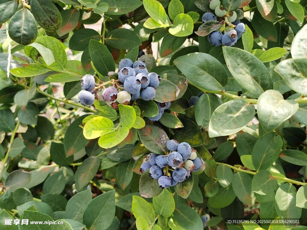 饱满蓝莓挂于翠绿枝叶间