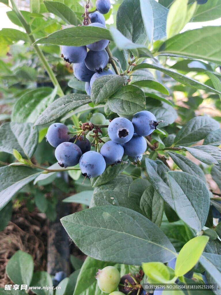 饱满蓝莓挂于翠绿枝叶间