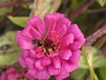 百日菊
