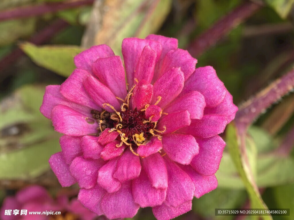 百日菊