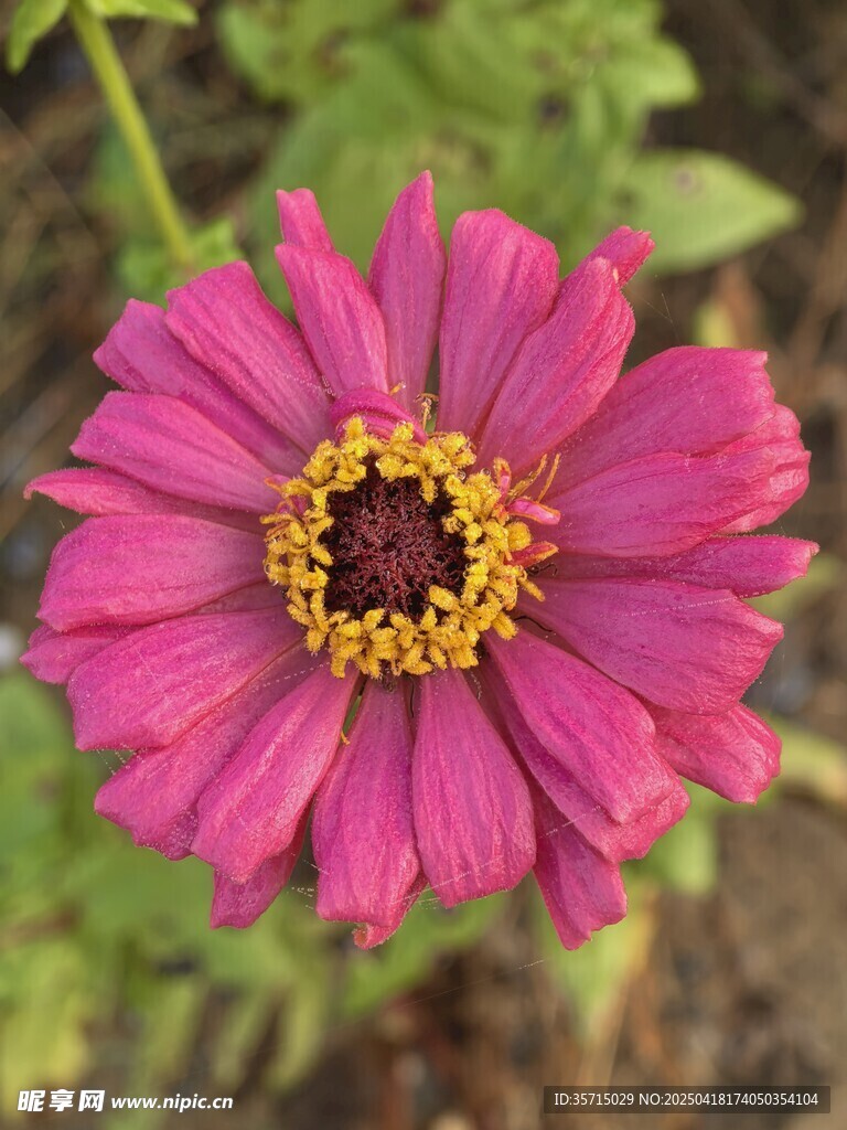百日菊