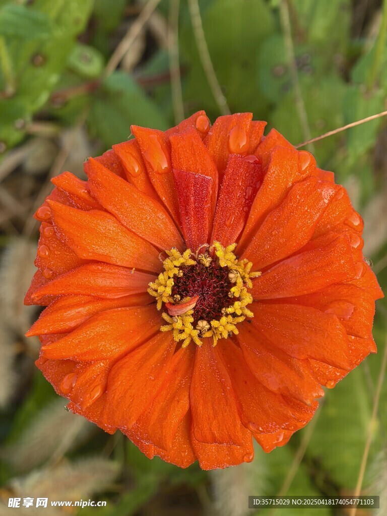 百日菊