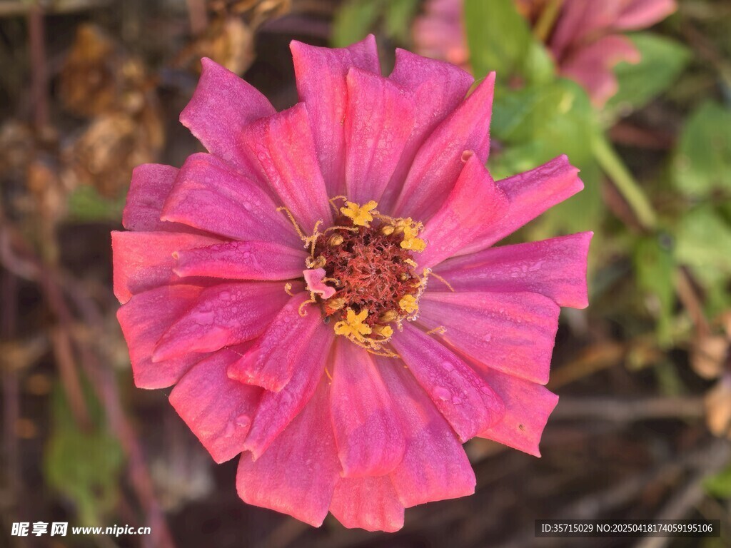 百日菊