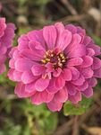 百日菊