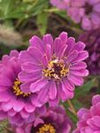 百日菊