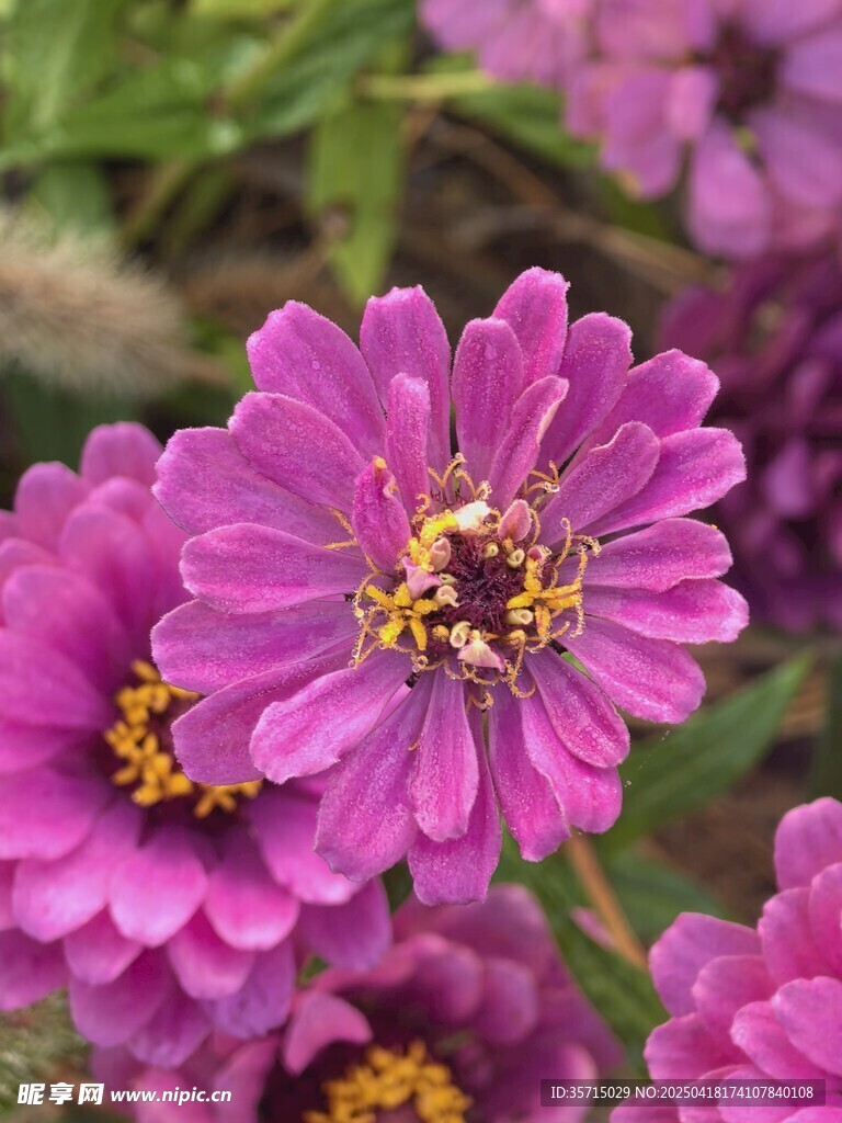 百日菊