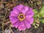 百日菊