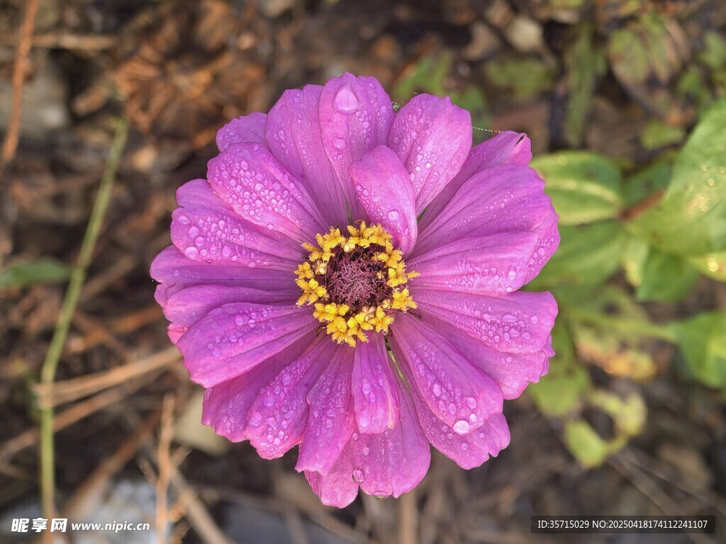 百日菊