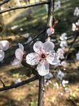 枝头绽放的粉嫩紫叶李