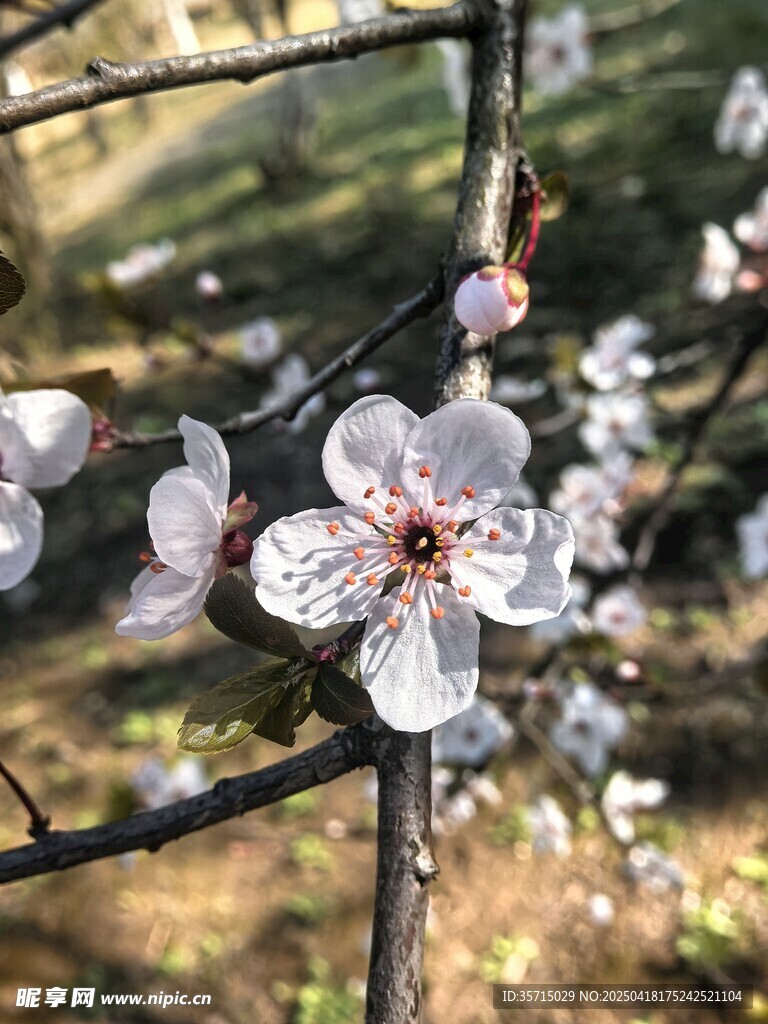 枝头绽放的粉嫩紫叶李