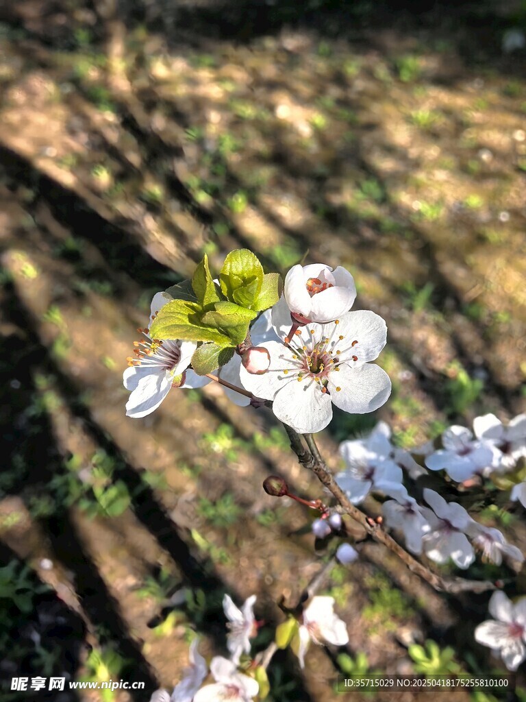 地上绽放的白色小花