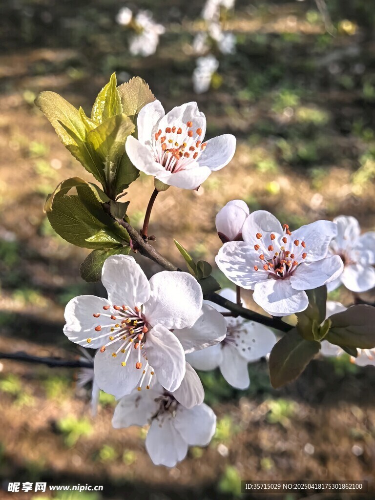 枝头绽放的美丽白色花朵